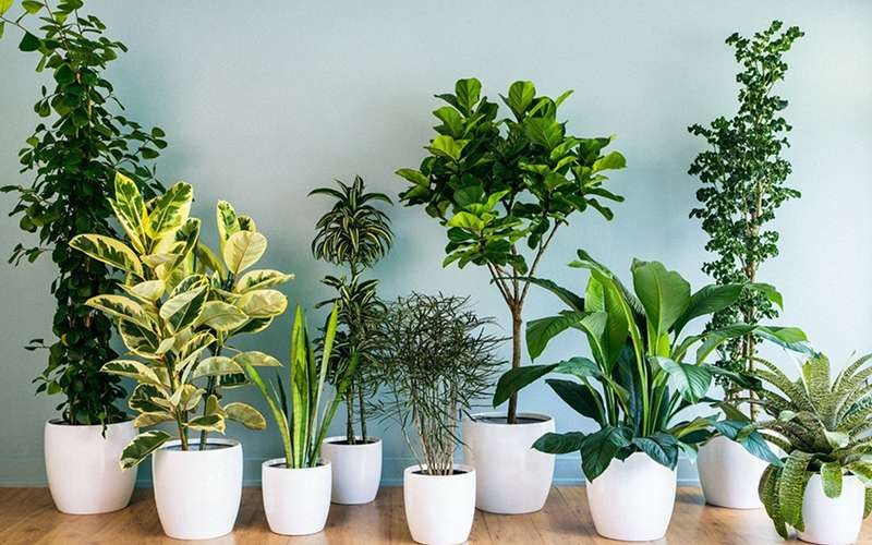 Cách Lựa Chọn Và Trồng Cây Hợp Phong Thủy Để Trong Nhà 